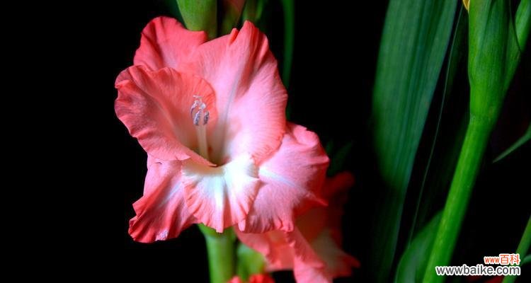 剑兰花的威严与坚韧——一种文化符号的背后故事 剑兰花的象征意义与传承