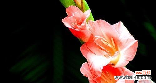 剑兰花的威严与坚韧——一种文化符号的背后故事 剑兰花的象征意义与传承