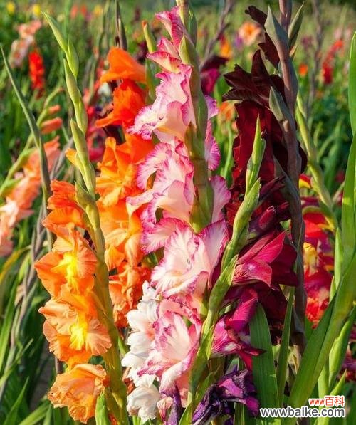 剑兰花的威严与坚韧——一种文化符号的背后故事 剑兰花的象征意义与传承