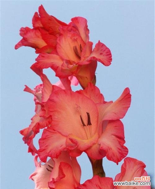 探索剑兰花的象征意义与文化魅力 剑兰花的美丽寓意