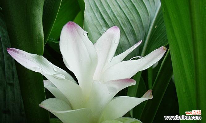 祝福、激励和庇佑——了解姜花的花语与寓意 姜花的花语与寓意