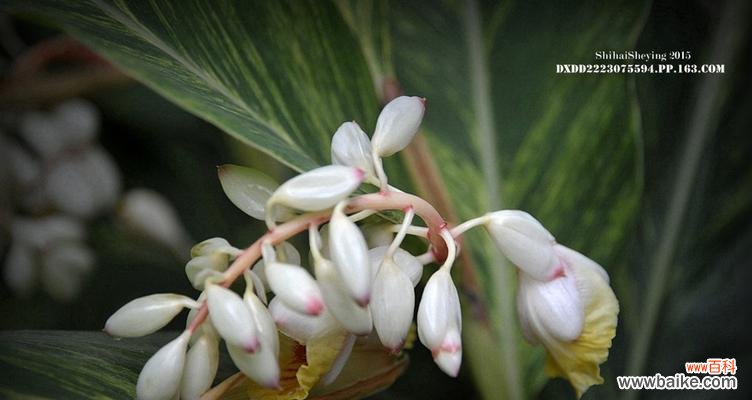 探寻姜花背后的深意与神秘之处 姜花的花语与美丽之谜