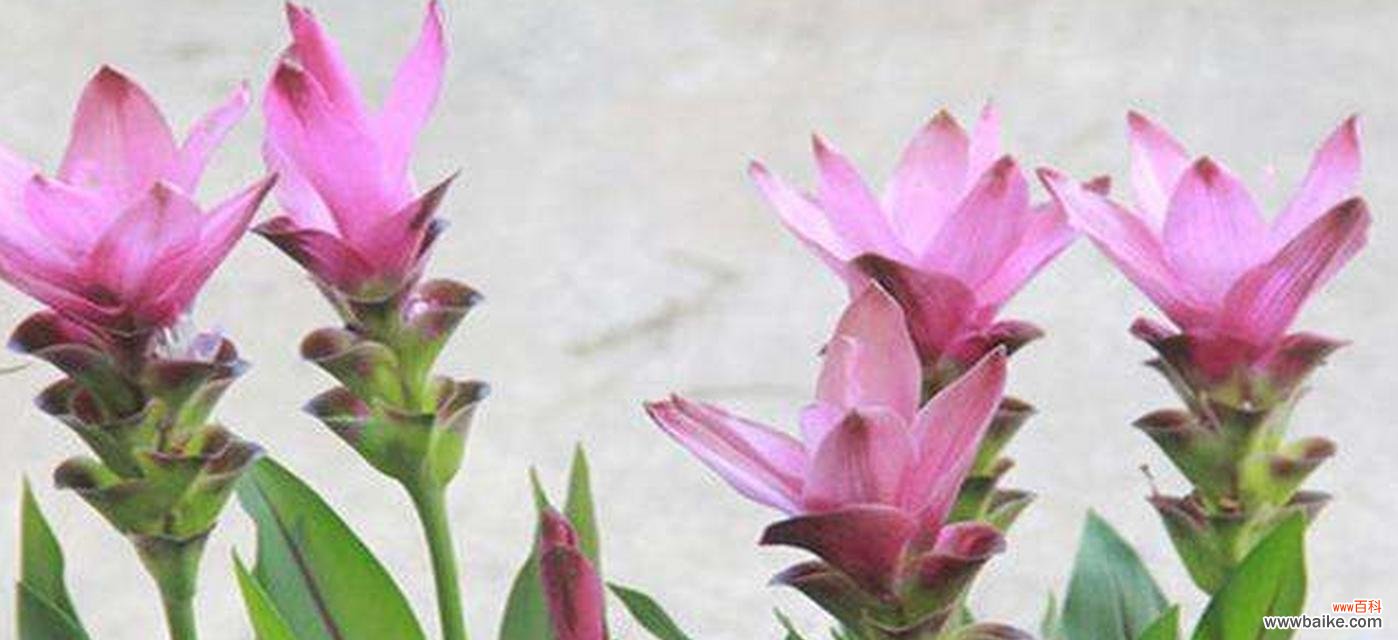 探寻姜荷花的深层意义和神奇故事 姜荷花的花语传说