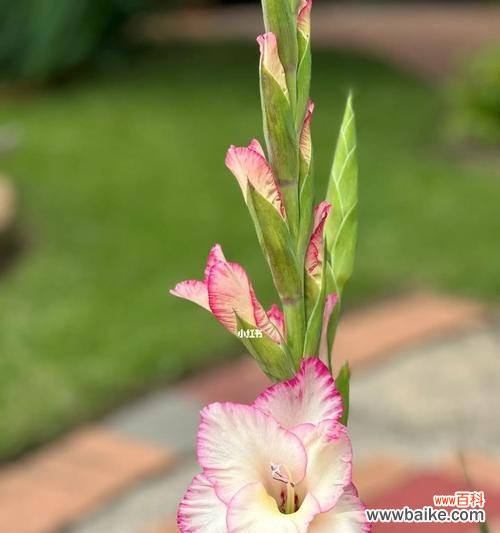 剑兰花的象征意义与文化内涵 剑兰花的寓意与花语