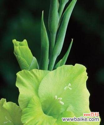 剑兰花的象征意义与文化内涵 剑兰花的寓意与花语