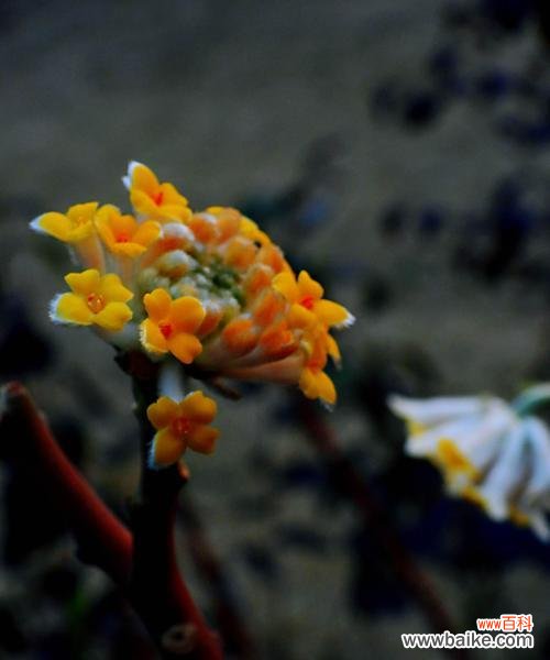 探寻香花结香的奥秘，品味生活中的芬芳 以结香花的寓意及象征意义