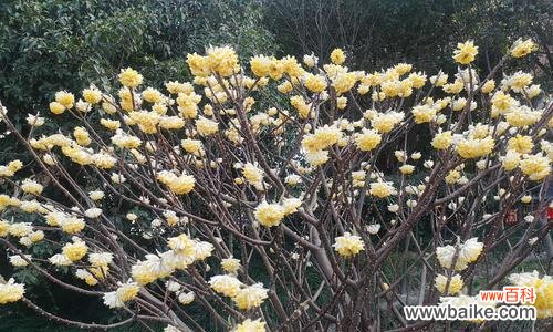 揭开以结香花的神秘面纱，了解其寓意和风水禁忌 以结香花的寓意和风水