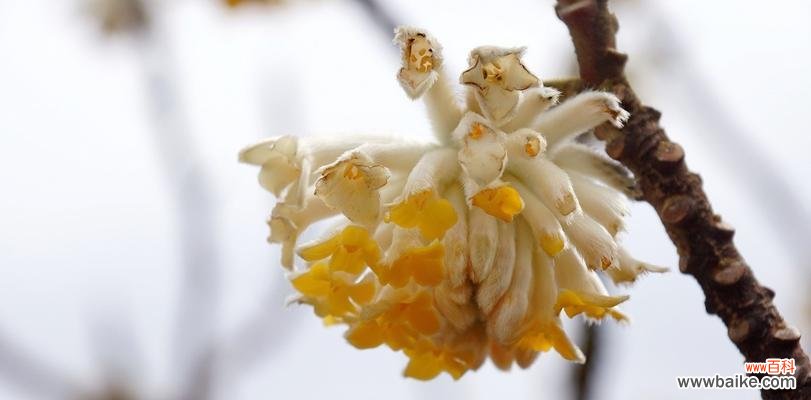 揭开以结香花的神秘面纱，了解其寓意和风水禁忌 以结香花的寓意和风水