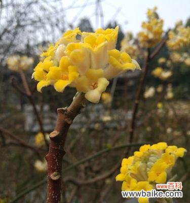 传递永恒和忍耐的美丽——以结香的花语与传说故事 以结香的花语和传说故事