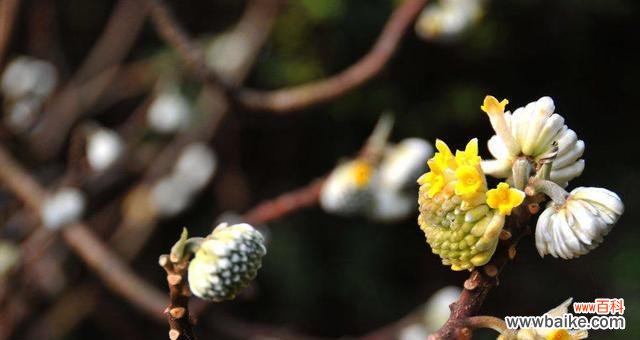 传递永恒和忍耐的美丽——以结香的花语与传说故事 以结香的花语和传说故事