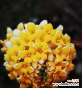 美丽花海的神秘花朵——以结香 以结香的花语及传说