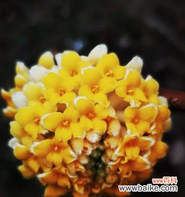 美丽花海的神秘花朵——以结香 以结香的花语及传说