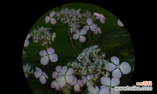 探寻花传递的情感信号,揭示其背后的真相 花花语解析