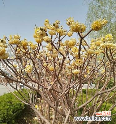 传递情感的花朵 以结香花花语的含义及传承
