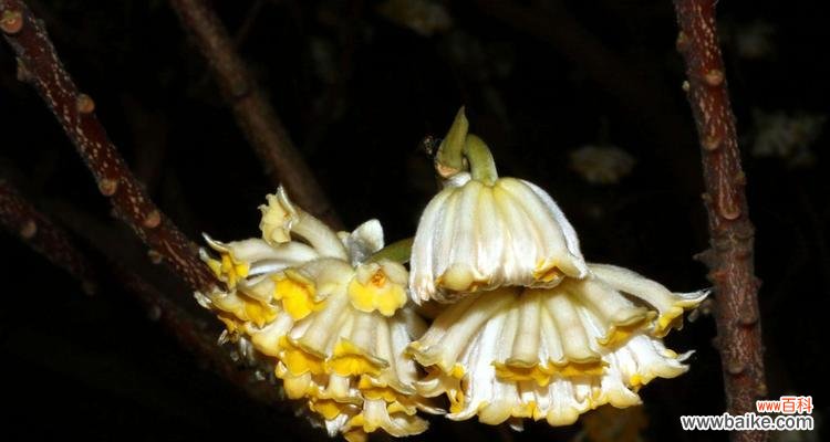 传递情感的花朵 以结香花花语的含义及传承