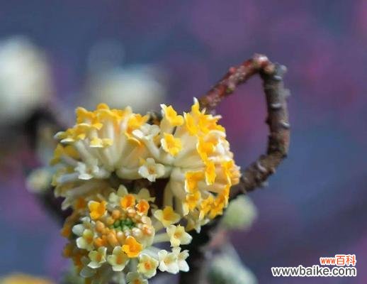 传递情感的花朵 以结香花花语的含义及传承