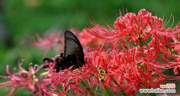 探索彼岸花的传奇之美与寓意 彼岸花