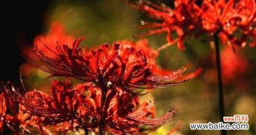 探索彼岸花的传奇之美与寓意 彼岸花