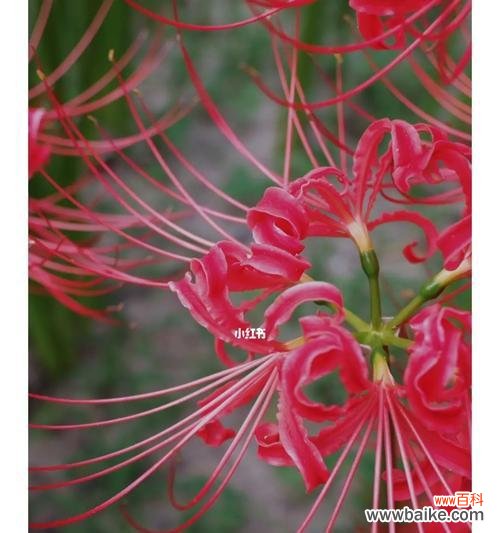 探索彼岸花背后的世界 彼岸花的含义与象征