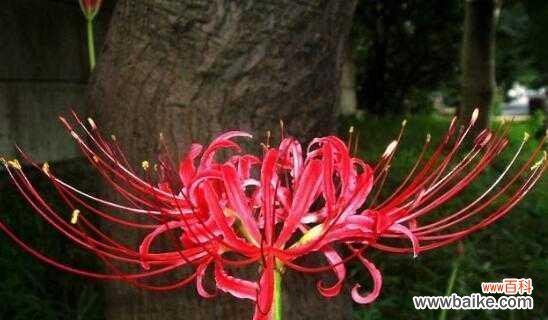 探索彼岸花的内涵和象征意义 彼岸花的花语与寓意