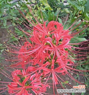 探寻不同颜色彼岸花的花语之谜 缤纷彼岸花花开花落现实与梦境交织