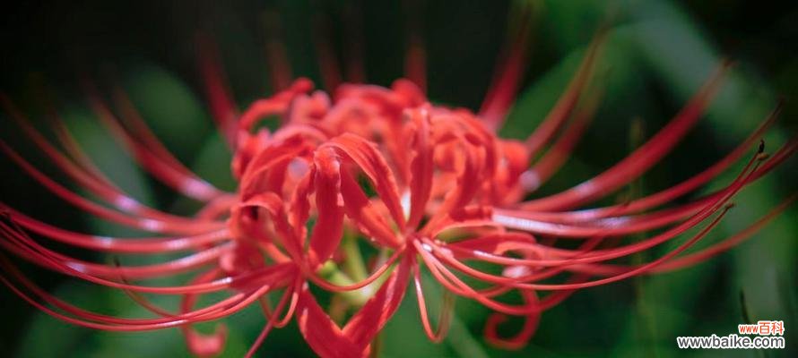 探寻不同颜色彼岸花的花语之谜 缤纷彼岸花花开花落现实与梦境交织