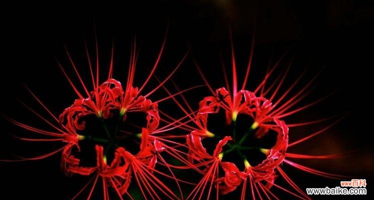 美丽中的离别 彼岸花