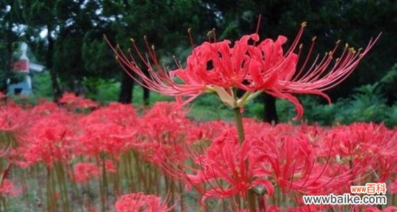 美丽中的离别 彼岸花