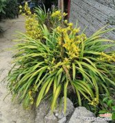 探寻碧玉兰的花语之美——从古代到现代 碧玉兰花语与文化背景