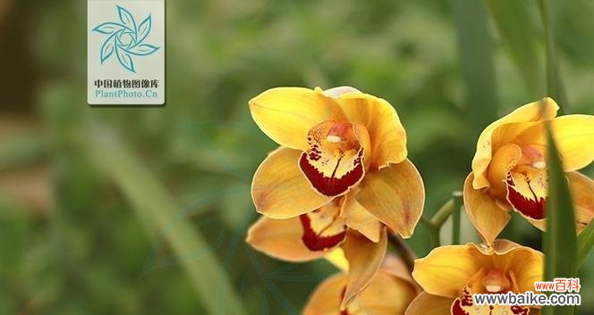 探寻碧玉兰的花语之美——从古代到现代 碧玉兰花语与文化背景