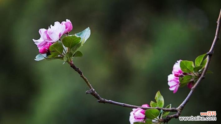探寻碧玉兰的花语之美——从古代到现代 碧玉兰花语与文化背景