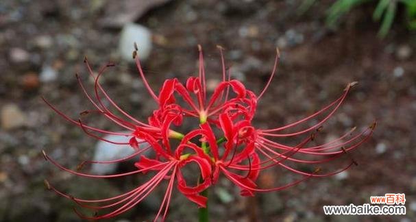 探寻彼岸花背后的深层寓意 彼岸花的意义与象征