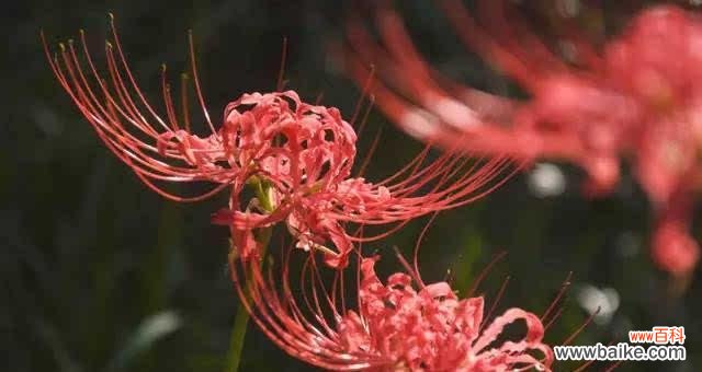 探寻彼岸花背后的深层寓意 彼岸花的意义与象征