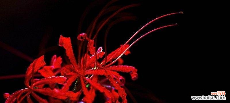 探寻彼岸花背后的深层寓意 彼岸花的意义与象征