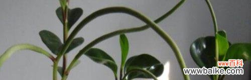 以碧玉花为主题的风水寓意及应用 碧玉花的风水寓意