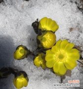 探寻冰凌花的美丽和神秘 冰凌花的寓意与象征意义