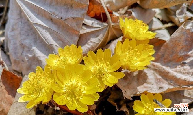 探寻冰凌花的美丽和神秘 冰凌花的寓意与象征意义