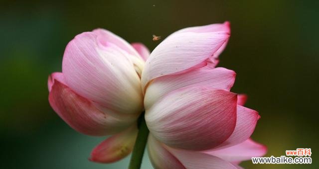 探索并蒂莲花的生命哲学与审美境界 并蒂莲的象征意义及其美学价值