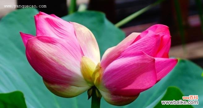 探索并蒂莲花的生命哲学与审美境界 并蒂莲的象征意义及其美学价值