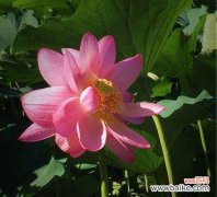 探索并蒂莲花的生命哲学与审美境界 并蒂莲的象征意义及其美学价值