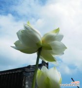 花开两朵 并蒂莲花