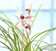 有气节意义的花有哪些？哪些花象征着坚韧不拔？