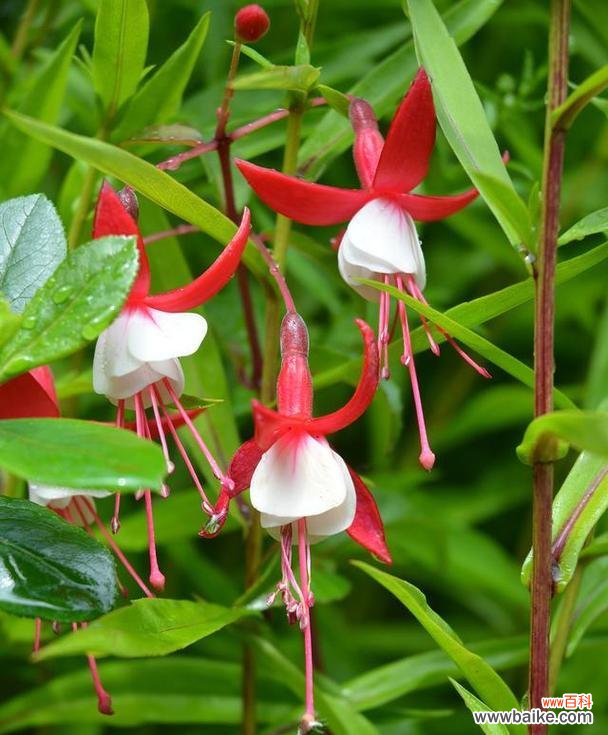 有气节意义的花有哪些?哪些花象征着坚韧不拔?