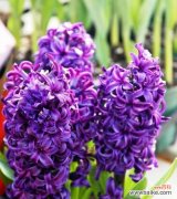 哪种花寓意孤独渴望爱情？它的花语是什么？