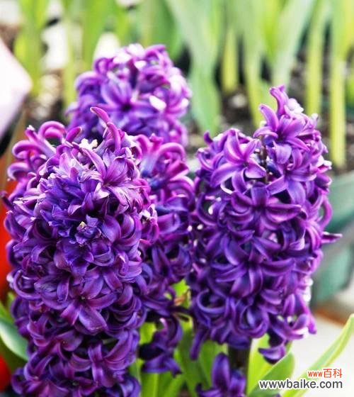 哪种花寓意孤独渴望爱情？它的花语是什么？