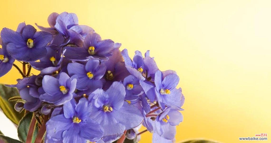 哪种花寓意孤独渴望爱情？它的花语是什么？