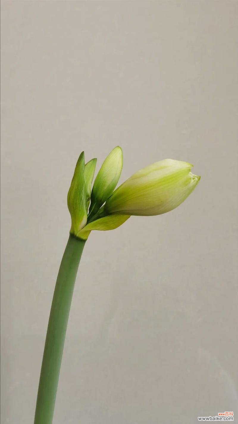 哪种花寓意孤独渴望爱情？它的花语是什么？