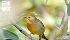 哪种花象征爱情，寓意与鸟相关？