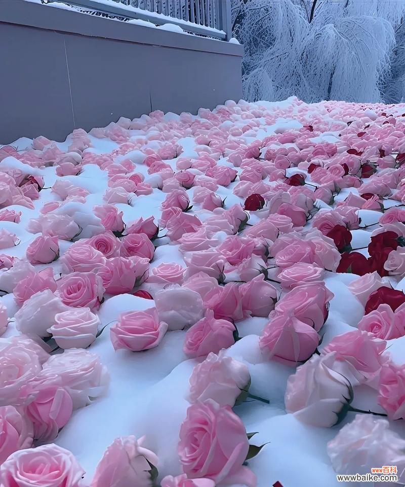 紫色玫瑰花送给闺蜜代表什么?紫色玫瑰花的寓意是什么?