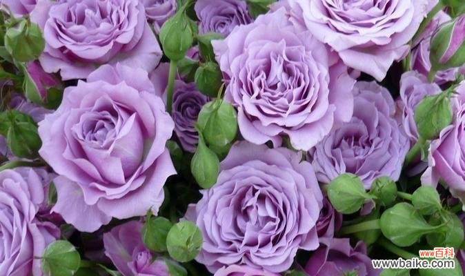 紫色玫瑰花送给闺蜜代表什么?紫色玫瑰花的寓意是什么?